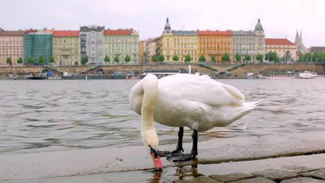 ruhiger-weißer-Schwan-steht-auf-steinernen-Damm-in-Prag-im-bewölkten-Tag