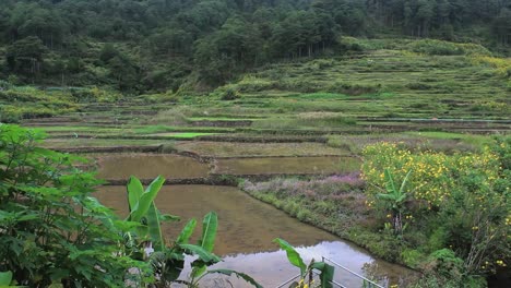 Water-reflection-on-rice-fields