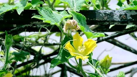 Flower-swinging-in-the-wind