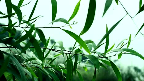 Green-leaf-on-sky