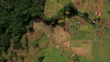 Flug-über-Ackerland-auf-Mauritius