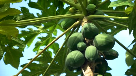 Papaya-Baum-mit-Früchten