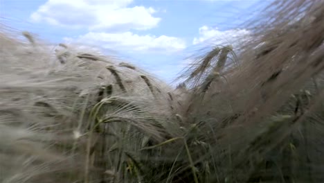 In-der-Sommerzeit-Weizen-Feld-mit-dem-Himmel-zu-Fuß-auf-dem-Hintergrund