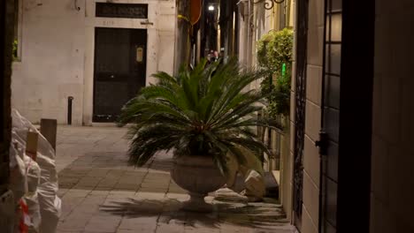 The-green-plant-on-a-big-white-pot--in-Venice-Italy