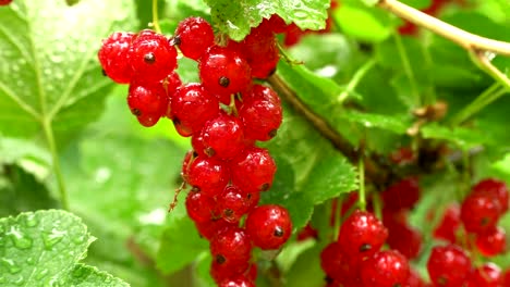 Wet,-juicy-and-ripe-red-currants-hanging-on-the-bush-soaked-in-rain.