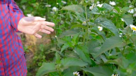 Niña-tocando-blanco-flores-de-manzanilla-y-hierba-verde-con-día-soleado-de-la-mano-al-aire-libre