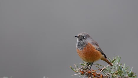 Common-redstart--close-up