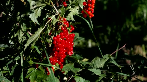 Rote-Johannisbeere-Büsche-mit-reifen-Beeren.