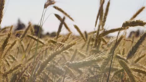 Schöne-Weizenfeld-mit-blauen-Himmel-und-epische-Sonnenlicht---Schuss-auf-rot