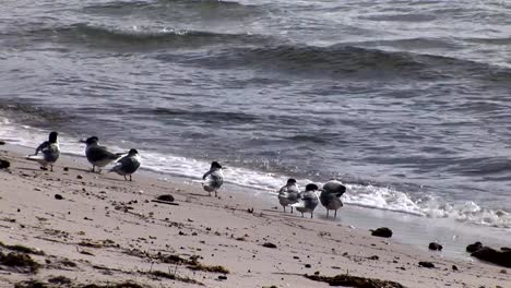 Vögel-am-Strand