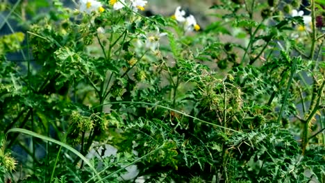 Whit-color-flower-with-green-leafs-background