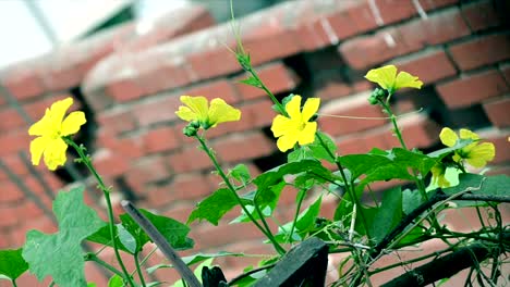 Flower-swinging-in-the-wind