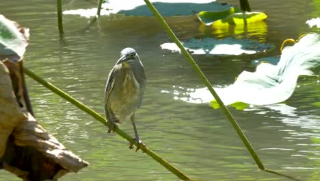 Little-bittern-on-water-plant