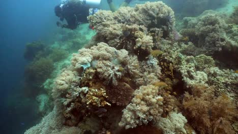 Scuba-Diver-underwater