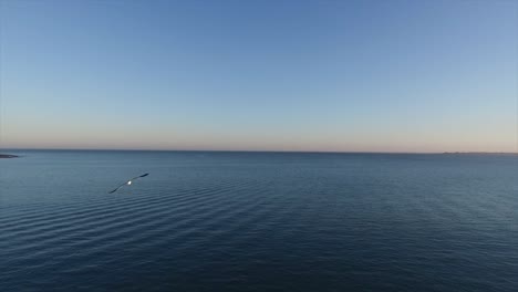 Cámara-lenta-Gaviota-volando-sobre-el-horizonte-al-atardecer