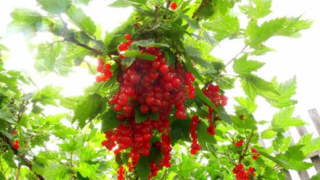 Rote-Johannisbeeren-im-Garten.-Bush-Johannisbeer-Beeren.-Eine-Reihe-von-roten-Johannisbeeren-auf-einem-Ast.