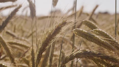 Beautiful-wheat-field-with-blue-sky-and-epic-sun-light---shot-on-RED