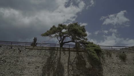 árbol-solitario-en-la-pared-de-la-isla-de-spinalonga,-ruinas-de-un-griego-antiguo,-historia,-viaje,-excursión-de-Creta