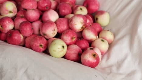 viele-rote-reife-Äpfel-gesammelt-im-Sommer