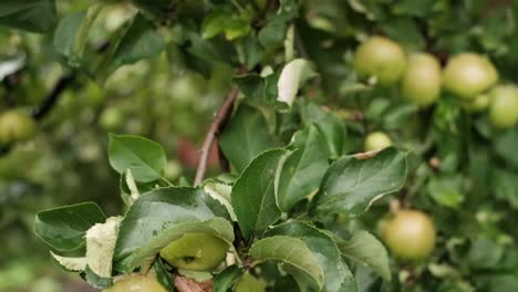 Nahaufnahme-von-Äpfeln-in-einem-Baum-auf-Sommerzeit