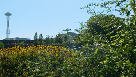 Flores-silvestres-de-Parque-del-centro-de-Seattle-WA