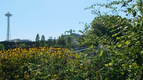 Seattle-WA-Center-Park-Wildblumen