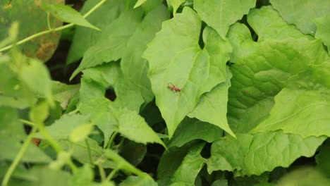 Bewegung-der-Natur