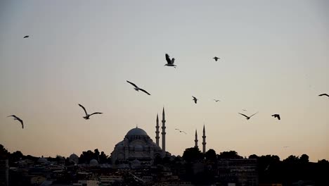 Seagulls-fly-against-the-backdrop-of-a-mosque-in-Istanbul