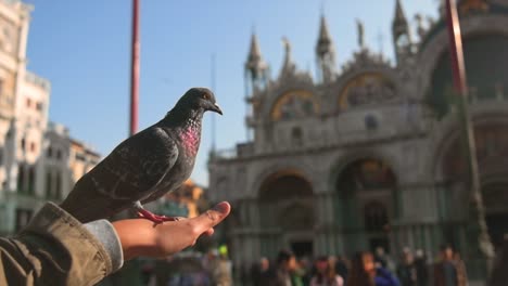 Full-HD-slow-motion-of-beautiful-bird-moving-in-front-of-San-Giorgio-Maggiore-in-Venice,-Italy,-Europe