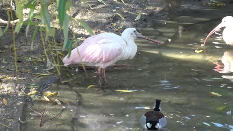 Roseate-Spoonbill-Latin-name-Ajaia-ajaja