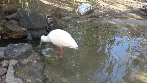 Roseate-Spoonbill-Latin-name-Ajaia-ajaja