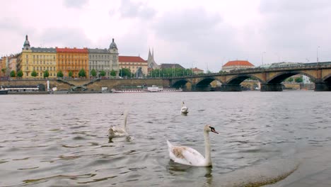 wilde-Schwäne-sind-in-der-Nähe-von-Küste-von-Prag-Stadt-schweben.