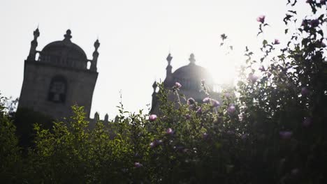 Plants-blooming-near-cathedral-in-city