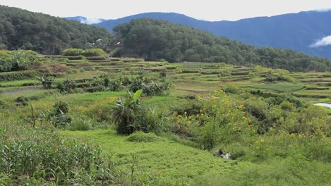 Rice-terraces-en-Filipinas