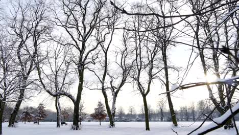 Verschneite-Bäume-Kamera-bewegen-Park