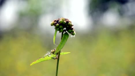 Flower-with-a-nice-green-bokeh-Background