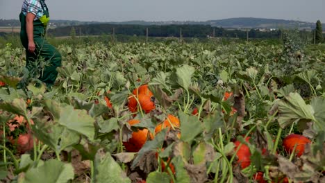 Frau-im-Overall-zu-Fuß-in-ein-Feld-von-Kürbissen