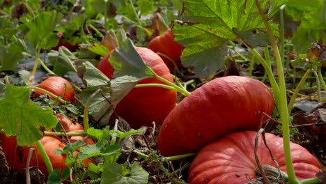 panorama-on-the-field-of-pumpkins