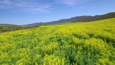 Aerial-over-Yellow-Canola-Flower-Fields-in-South-Africa