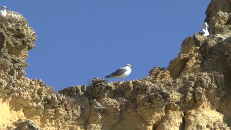 Algarve-coast-at-Lagos-Portugal