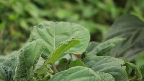 Bewegung-der-Natur