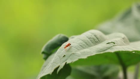 Bewegung-der-Natur