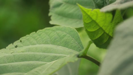 Bewegung-der-Natur