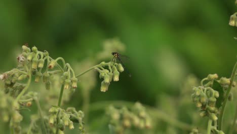 Movement-Of-Nature