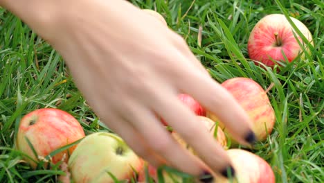 Manzanas-rojas-en-el-césped-en-verano