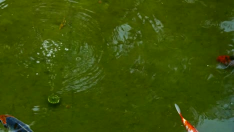 Top-view-of-colorful-fishes-swimming-in-water.