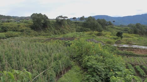 Rice-terraces-en-Filipinas