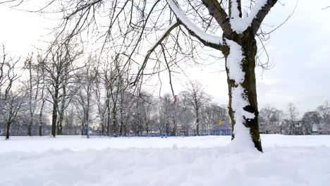 Verschneite-Bäume-Kamera-bewegen-Park