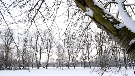 Verschneite-Bäume-Kamera-bewegen-Park