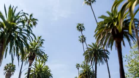 Palm-Palmen